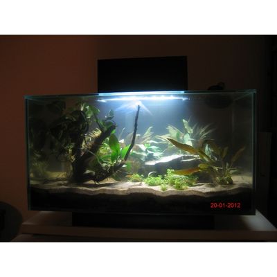 Fluval med led og Danio Magaritatus