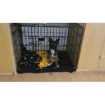 Luna im Transportkäfig