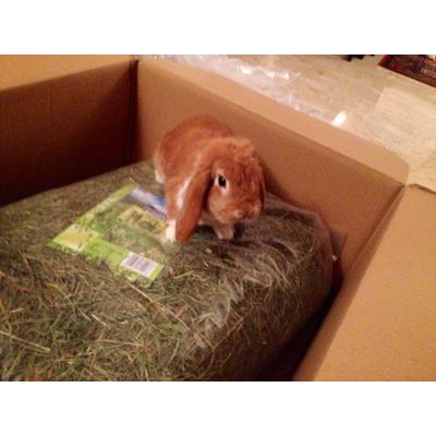 Nami sceglie Bunny
