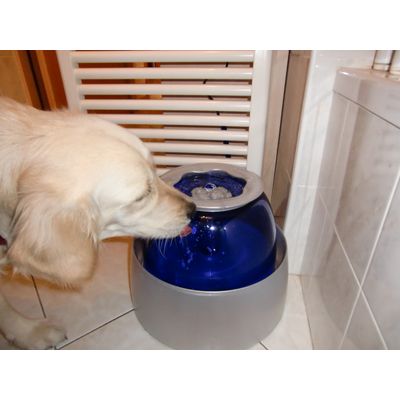 Phoebe e il nuovo DogIt