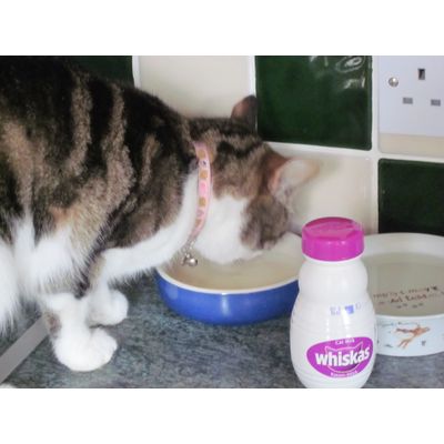 Daisy drinking her Whiskas milk