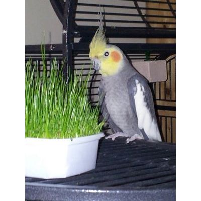 Sooty