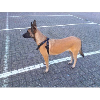 Goede autogordel