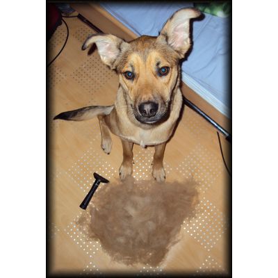 Shadow et ses poils après un bon brossage avec le Furmaster