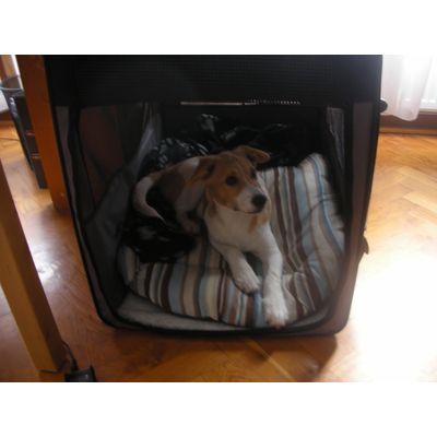 Puppy mansion