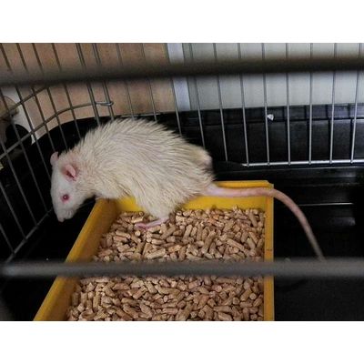 yuki