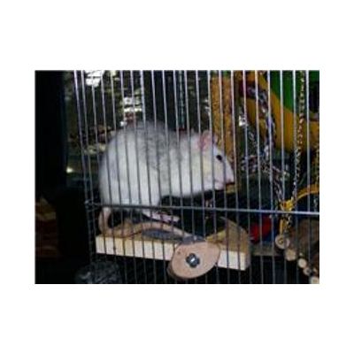 Rat liebt die Nagestangen