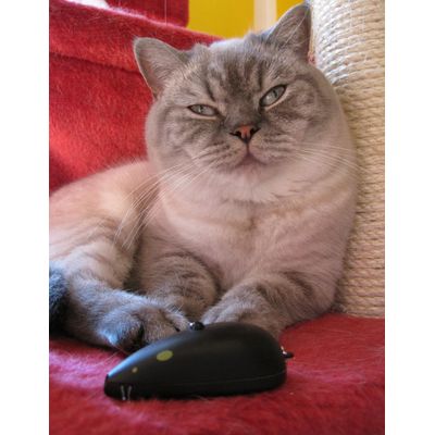 Keks und der Laserpointer