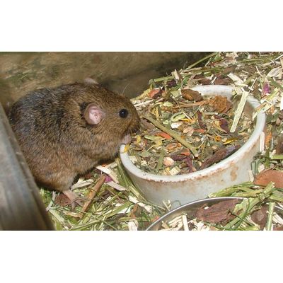 Lemming guf også for moeras lemmings