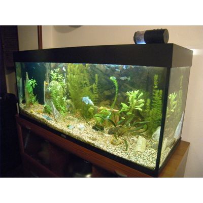 Comedero automático Juwel Feeder en Rio240
