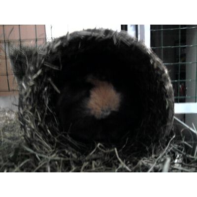 shirley