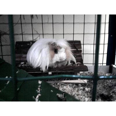 Juarez