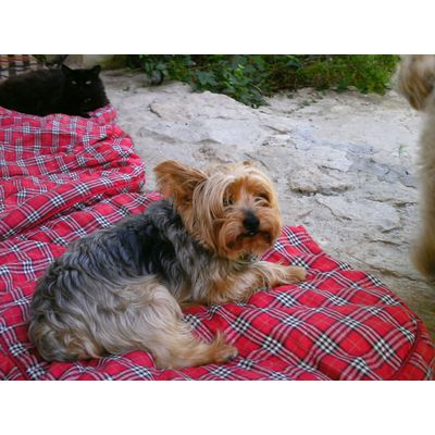 Mon Toy ( mon Totoyou )