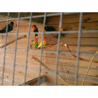 mes  oiseaux