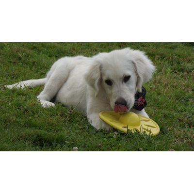 Louna et son frisbee