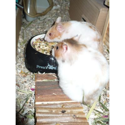 Aleluja, Škorica a pirátska miska