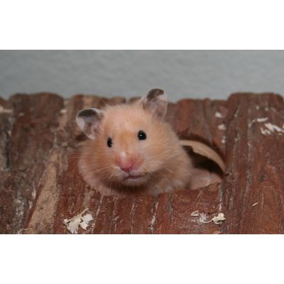 Teddyhamster Luna & Schalfhaus Leif