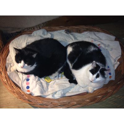 corbeille pour deux merci ZOOPLUS