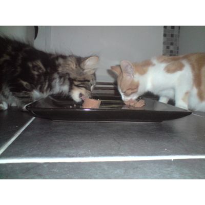 Heniu & Bolek enjoying babycat