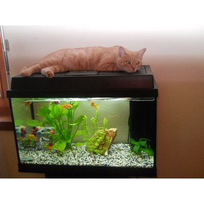 Charly che dorme sull'acquario