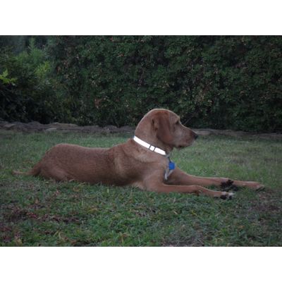 Tobia il suo Collare Trixie Reflective