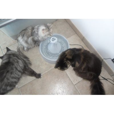 Chanel , Duchesse et Vasco