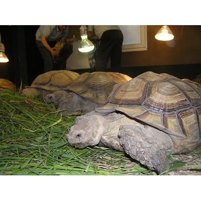 Giant Sulcata Tortoises Solar Glo UV bulb enjoying grassy dinner!