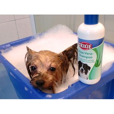 ideal ist dieses Shampoo f.d.feine Haarkleid m.YokierTerrier Daisy