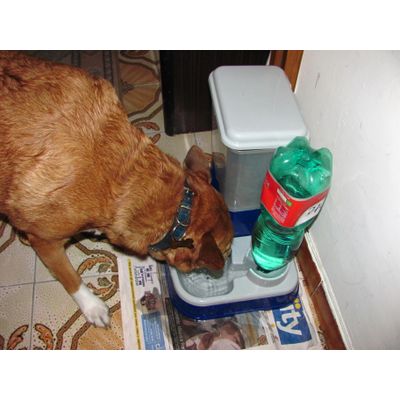 Stella alla pappa con il distributore con acqua