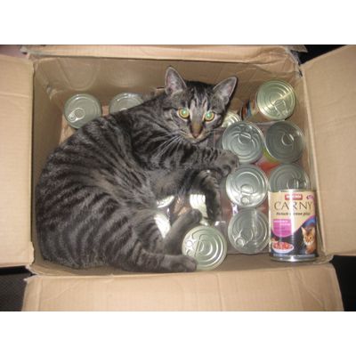 Findus