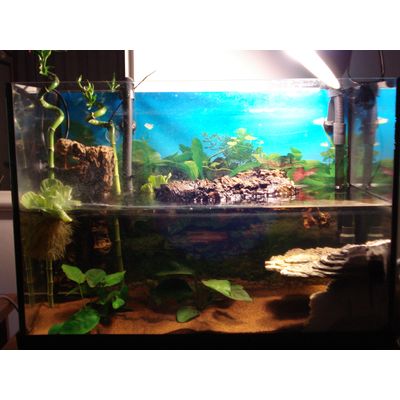 reptiglo 5 UVB con exoterra glow light