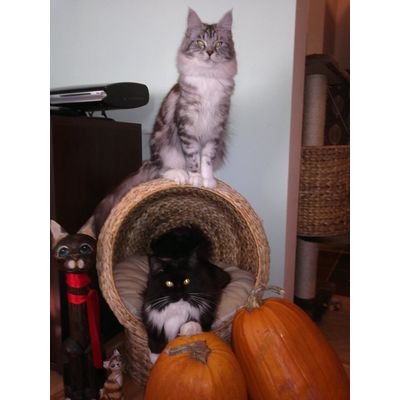 MCO Halloween 2011