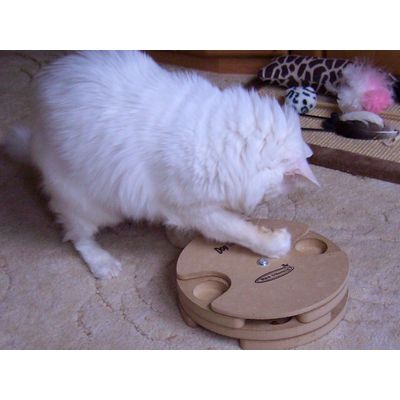 cat-tornado
