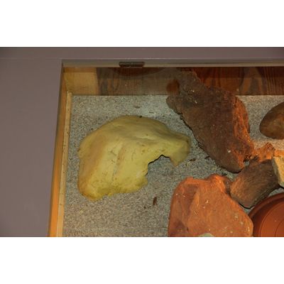 caverne geckos