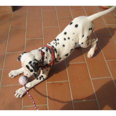 la pallina preferita dai cani!