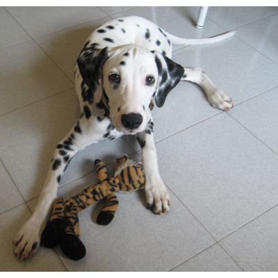 come aver l'attenzione del proprio cane!