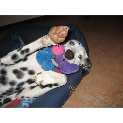 colin con l'elefantino tutto da mordere