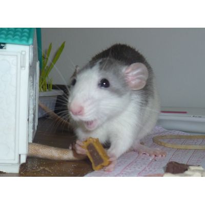 juste génial en récompense pour les rats aussi !
