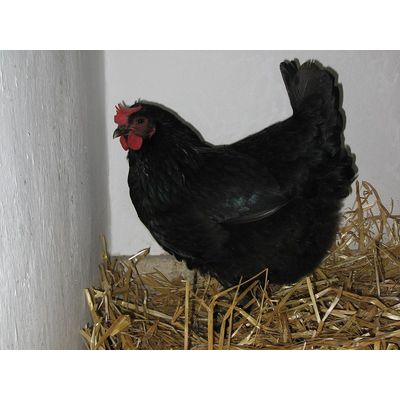 JR Farm Ballen-Stroh im Hühnerstall
