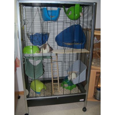 Cage de mes ratounes(²)