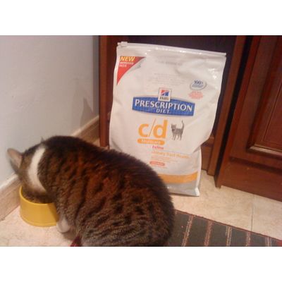 mi gata disfrutando hills feline