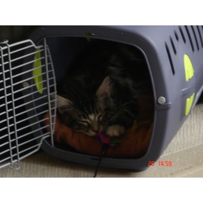 Cage pour partir et pour dormir...