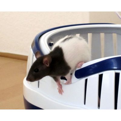 Babyratz