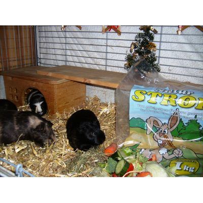 Schweinle im Glück