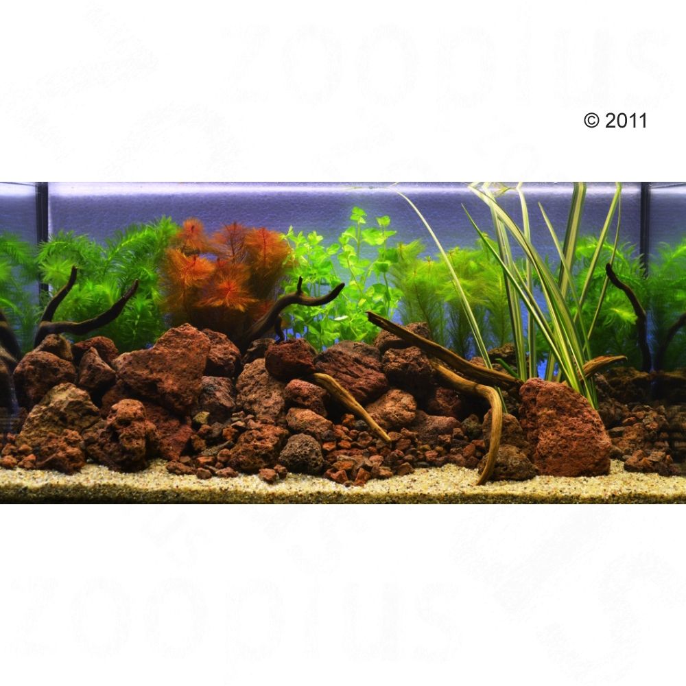 Aquarienpflanzen Zooplants ´´Goldfisch im Wasser´´ - 9 Pflanzen
