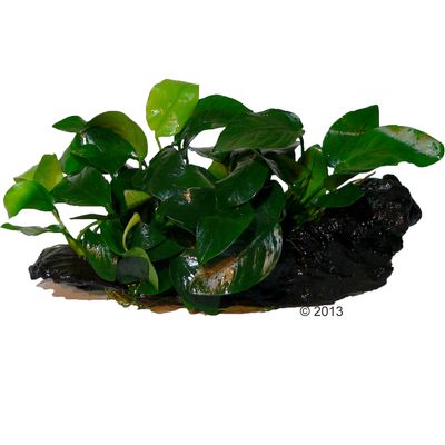 Zooplants Anubias Nana Op Mangrovewortel Set 2 Waterplant zooplants kopen in de aanbieding
