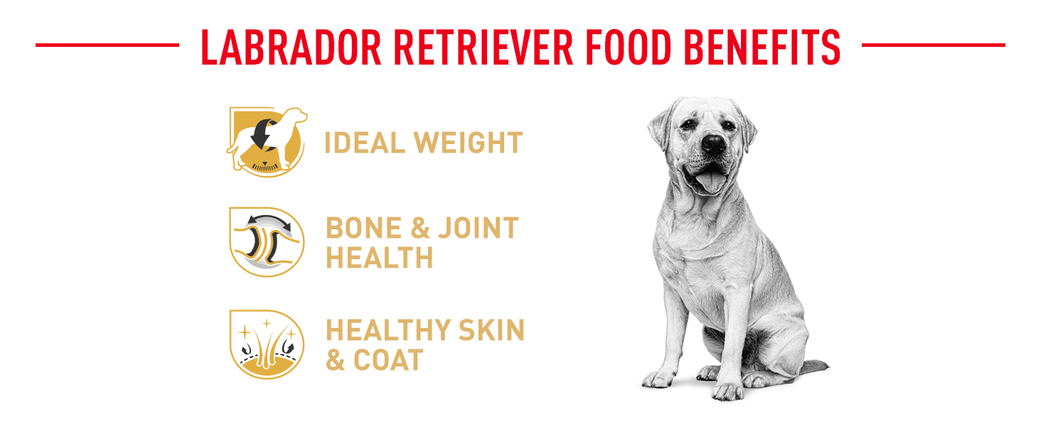 Royal Canin Breed Labrador Retriever Adult