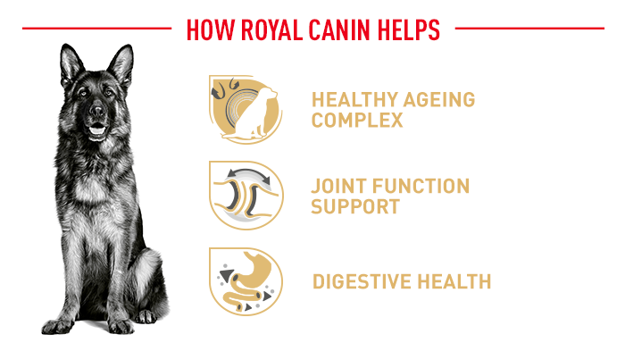 Vorteile der Royal Canin Hundenahrung 