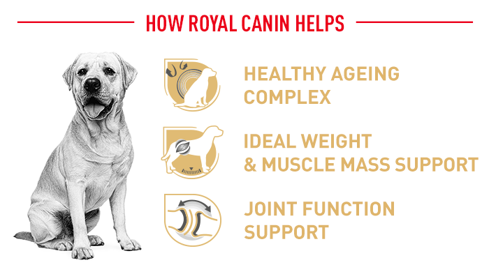 Royal Canin Labrador Retriever 5+