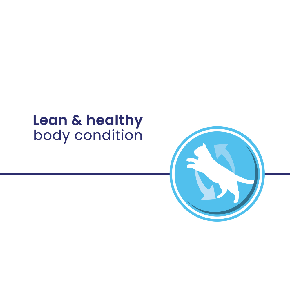 Lean & healthy body condition promoted by high protein level.